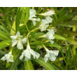 Kép 2/3 - Nerium oleander 'Bianco Puro'- Fehér virágú leander - képek rendelés vásárlás a Megyeri Szabolcs Kertészeti webáruházban.