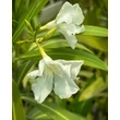 Kép 1/3 - Nerium oleander 'Bianco Puro' - Leander (fehér, szimpla)