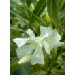 Kép 3/3 - Nerium oleander 'Bianco Puro'- Fehér virágú leander - képek rendelés vásárlás a Megyeri Szabolcs Kertészeti webáruházban.