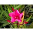 Kép 2/5 - Nerium oleander – Csokros magenta színű leander - képek rendelés vásárlás a Megyeri Szabolcs Kertészeti webáruházban.