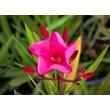 Kép 2/5 - Nerium oleander – Csokros magenta színű leander - képek rendelés vásárlás a Megyeri Szabolcs Kertészeti webáruházban.