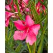 Kép 3/5 - Nerium oleander – Csokros magenta színű leander - képek rendelés vásárlás a Megyeri Szabolcs Kertészeti webáruházban.