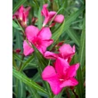 Kép 1/5 - Nerium oleander - Csokros magenta színű leander