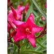 Kép 4/5 - Nerium oleander – Csokros magenta színű leander - képek rendelés vásárlás a Megyeri Szabolcs Kertészeti webáruházban.