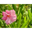 Kép 2/2 - Nerium oleander 'Euphoria' – Telt virágú leander - képek rendelés vásárlás a Megyeri Szabolcs Kertészeti webáruházban.