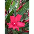 Kép 1/4 - Nerium oleander 'Hardy Red' - Télálló leander (piros)