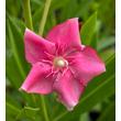 Kép 3/3 - Nerium oleander 'Kewpie' – Rózsaszín-fehér tarka, szimpla virágú - képek rendelés vásárlás a Megyeri Szabolcs Kertészeti webáruházban. leander