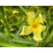 Kép 1/2 - Nerium oleander 'Marie Gambetta' - Sárga virágú leander