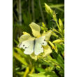 Kép 2/2 - Nerium oleander 'Marie Gambetta' - Sárga virágú leander - képek rendelés vásárlás a Megyeri Szabolcs Kertészeti webáruházban.