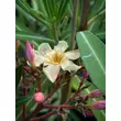 Kép 2/5 - Nerium oleander 'Mézeske' – Szimpla virágú leander - képek rendelés vásárlás a Megyeri Szabolcs Kertészeti webáruházban.