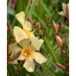 Kép 3/5 - Nerium oleander 'Mézeske' – Szimpla virágú leander - képek rendelés vásárlás a Megyeri Szabolcs Kertészeti webáruházban.