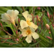 Kép 4/5 - Nerium oleander 'Mézeske' – Szimpla virágú leander - képek rendelés vásárlás a Megyeri Szabolcs Kertészeti webáruházban.