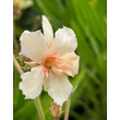 Kép 1/2 - Nerium oleander 'Narancsszoknyás balerina' (syn.: 'Ballerina in Orange', 'Ballerina  mit orangem Rock') – Leander (vajsárga-barackszínű, dupla virágú)