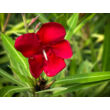Kép 2/2 - Nerium oleander – Óriás piros leander - képek rendelés vásárlás a Megyeri Szabolcs Kertészeti webáruházban.