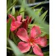 Kép 2/2 - Nerium oleander 'Papa Gambetta'- Sötét lazacszínű leander - képek rendelés vásárlás a Megyeri Szabolcs Kertészeti webáruházban.