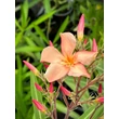 Kép 1/3 - Nerium oleander 'Perfect Peach' – Leander