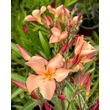 Kép 2/3 - Nerium oleander 'Perfect Peach' – Leander - képek rendelés vásárlás a Megyeri Szabolcs Kertészeti webáruházban.