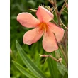 Kép 3/3 - Nerium oleander 'Perfect Peach' – Leander - képek rendelés vásárlás a Megyeri Szabolcs Kertészeti webáruházban.