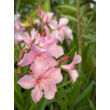Kép 2/3 - Nerium oleander - Rózsaszín virágú leander  - képek rendelés vásárlás a Megyeri Szabolcs Kertészeti webáruházban.