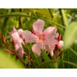 Kép 3/3 - Nerium oleander - Rózsaszín virágú leander  - képek rendelés vásárlás a Megyeri Szabolcs Kertészeti webáruházban.