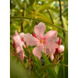 Kép 1/3 - Nerium oleander - Rózsaszín virágú leander