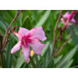 Kép 2/2 - Nerium oleander 'Villa Romanie' - Télálló rózsaszín leander - képek rendelés vásárlás a Megyeri Szabolcs Kertészeti webáruházban.