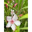 Kép 1/3 - Nerium oleander 'Virginie' – Világos rózsaszín, szimpla virágú leander