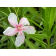 Kép 3/3 - Nerium oleander 'Virginie' – Világos rózsaszín, szimpla virágú leander - képek rendelés vásárlás a Megyeri Szabolcs Kertészeti webáruházban.