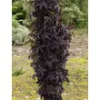 Kép 1/3 - Sambucus nigra 'Black Tower' - Oszlopos bordó levelű bodza