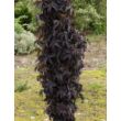 Kép 1/3 - Sambucus nigra 'Black Tower' - Oszlopos bordó levelű bodza