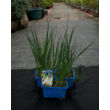 Kép 3/3 - Allium porrum 'Longbow' – Póréhagyma - képek rendelés vásárlás a Megyeri Szabolcs Kertészeti webáruházban.