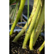 Kép 2/3 - Allium porrum 'Longbow' – Póréhagyma - képek rendelés vásárlás a Megyeri Szabolcs Kertészeti webáruházban.