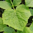 Kép 1/2 - Cucumber 'Mohikán' – Fürtös uborka