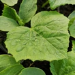 Kép 2/2 - Cucumber 'Mohikán' – Fürtös uborka