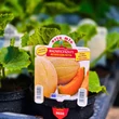 Kép 2/3 - Cucumis melo 'Magnificenza' F1 - Sárgadinnye (rezisztens)