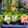 Kép 3/3 - Cucumis melo 'Magnificenza' F1 - Sárgadinnye (rezisztens)