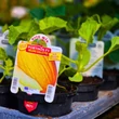 Kép 2/4 - Cucumis melo 'Porthos' F1 - Sárgadinnye (rezisztens)
