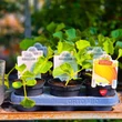Kép 3/4 - Cucumis melo 'Porthos' F1 - Sárgadinnye (rezisztens)