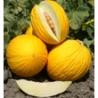 Kép 1/4 - Cucumis melo 'Porthos' F1 sárgadinnye (rezisztens)