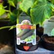 Kép 2/3 - Cucumis sativus 'Induran' F1 - Uborka (rezisztens)