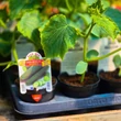 Kép 3/3 - Cucumis sativus 'Induran' F1 - Uborka (rezisztens)