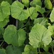 Kép 2/3 - Cucurbita 'Black Beauty' – Cukkini (zöld)