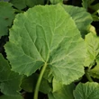 Kép 3/3 - Cucurbita 'Black Beauty' – Cukkini (zöld)
