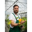 Kép 2/2 - Cucurbita pepo 'Golden Glory' – Cukkini (sárga)