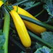 Kép 1/2 - Cucurbita pepo 'Golden Glory' – Cukkini (sárga)