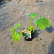 Kép 2/4 - Cucurbita pepo 'Icona' F1 cukkini