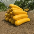 Kép 1/4 - Cucurbita pepo 'Lingodor' F1 cukkini (rezisztens)