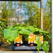 Kép 2/4 - Cucurbita pepo 'Lingodor' F1 cukkini (rezisztens)