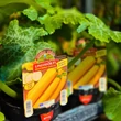 Kép 3/4 - Cucurbita pepo 'Lingodor' F1 cukkini (rezisztens)