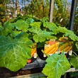 Kép 4/4 - Cucurbita pepo 'Lingodor' F1 cukkini (rezisztens)